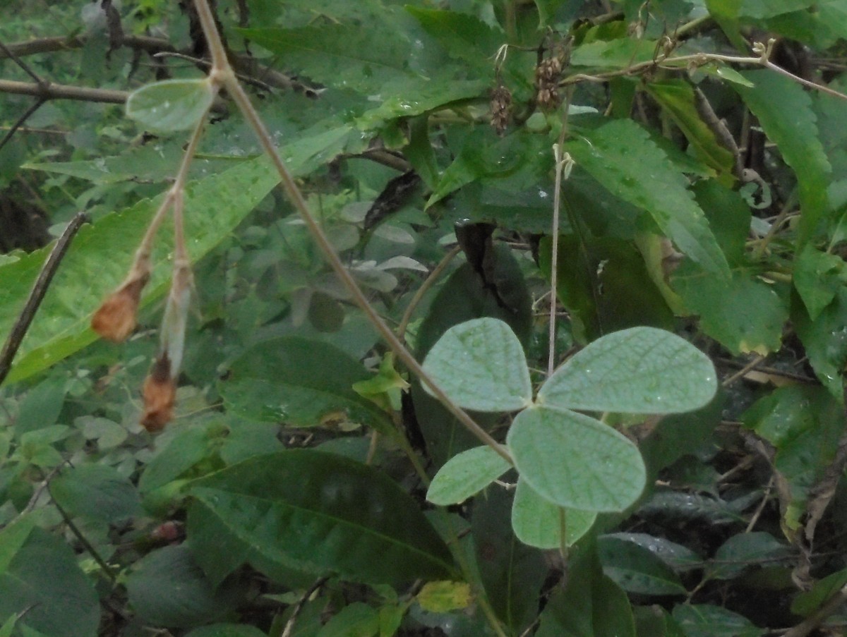 Cajanus albicans (Wight & Arn.) Maesen